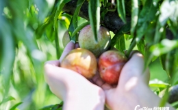 一口清甜解暑！蔡甸张湾红心脆蜜李进入最佳采摘期