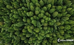 大家一起来探碳｜武汉蔡甸藏着一片“吸碳森林”