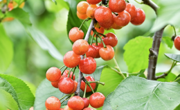 五一别宅家了！来蔡甸张湾遛娃摘果