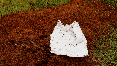 083026p9ev84jzaj2z1lmb.gif