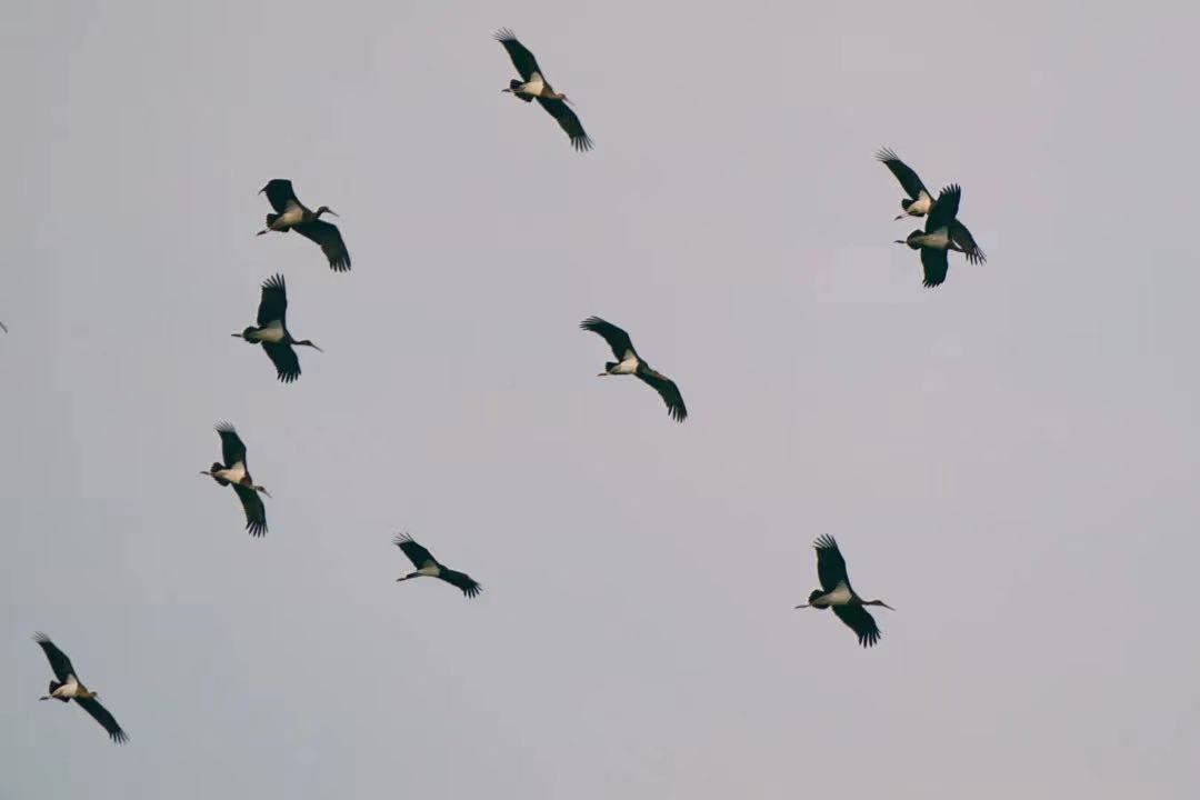 175554al32qucvv1qczaru.jpg