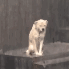 164053uczka9saun9csggc.gif