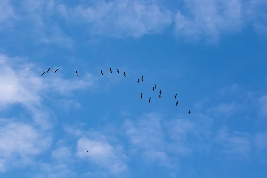 184750qy5y5u2c856xj84q.jpeg