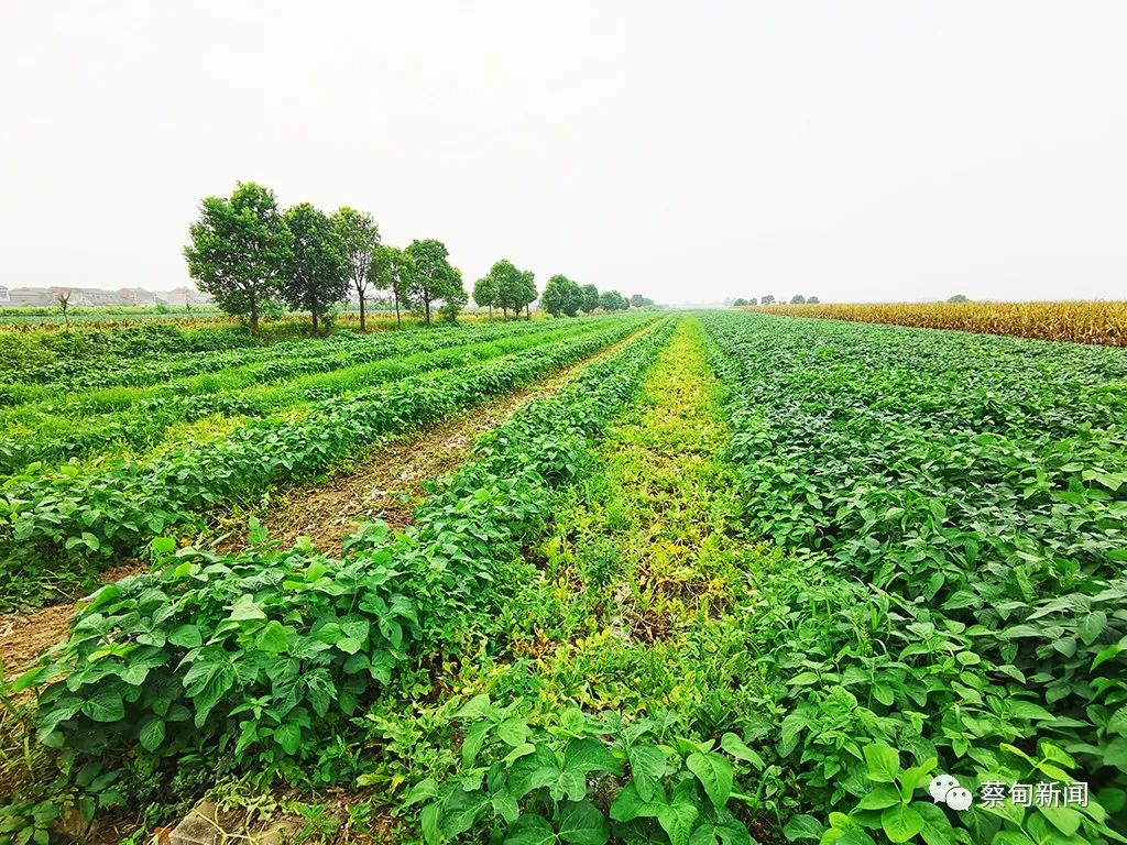 191702gnoh9j1zll01pvgr.jpeg