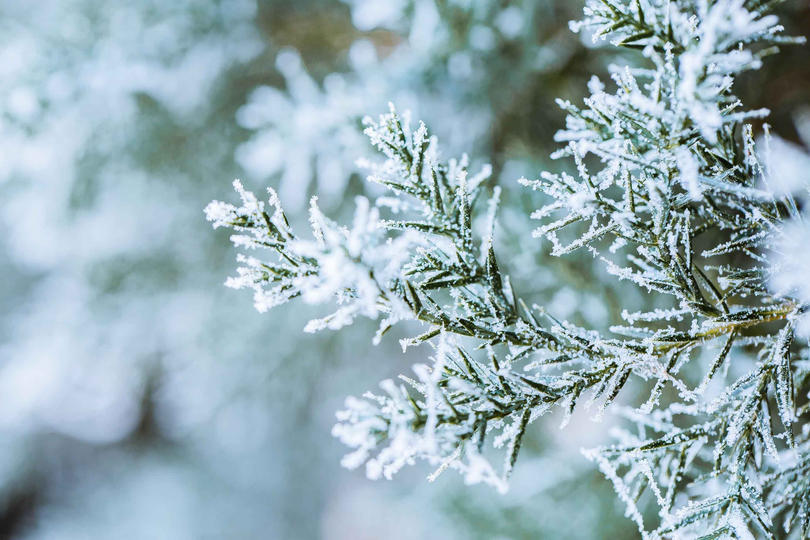 雪松.jpg