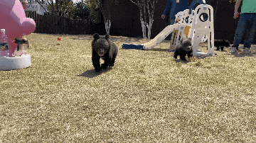 190523ujhon4tj8tr44lpm.gif