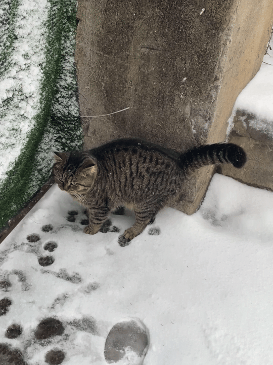 120642irmqngggvqr2w8b8.gif