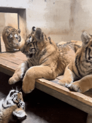 135529qrcxtn3z9ulyyt7l.gif