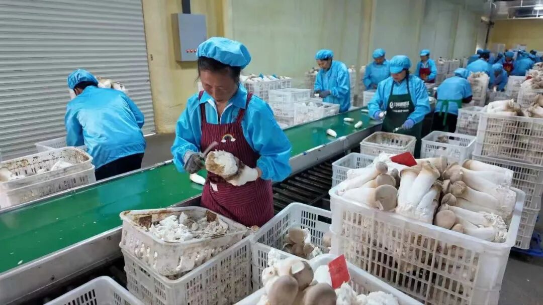 172359vfi0k9d93fi23uez.jpeg