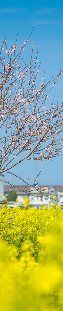 2022消泗油菜花节美景