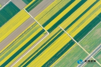 油菜花儿们努力地绽放，装扮消泗美丽的大地